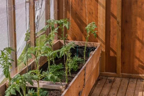 Plants 스톡 사진