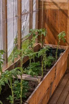 Plants 스톡 사진