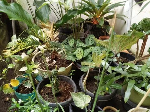Plants Foto stock