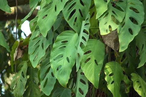 Plants Stock Photos
