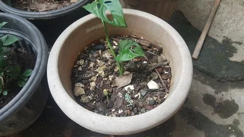 Plants 스톡 사진