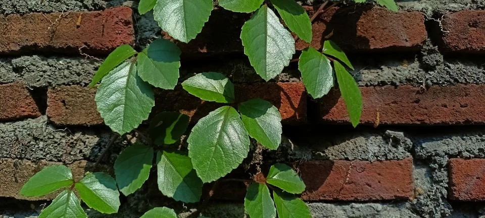 Plants Stock Photos