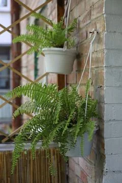 Plants Stock Photos