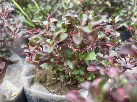 The plants Stock Photos