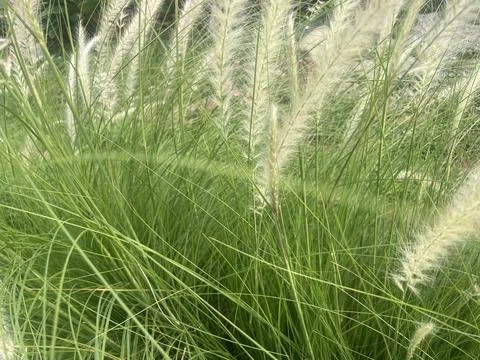 The plants Stock Photos
