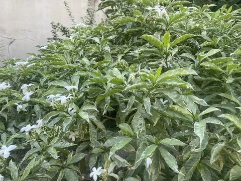 The plants Stock Photos