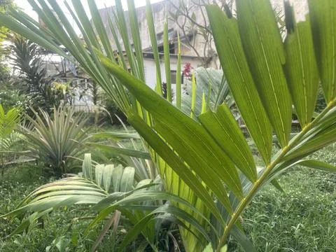 The plants Stock Photos