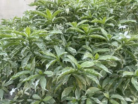 The plants Stock Photos