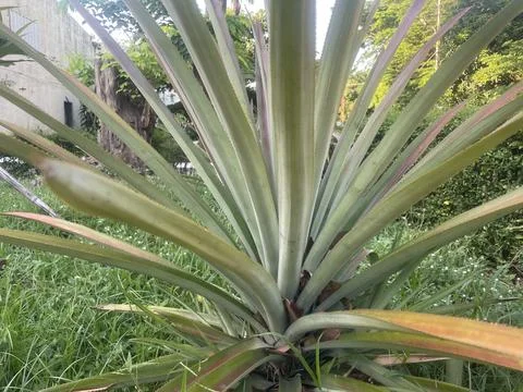 The plants Stock Photos