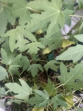 The plants Stock Photos