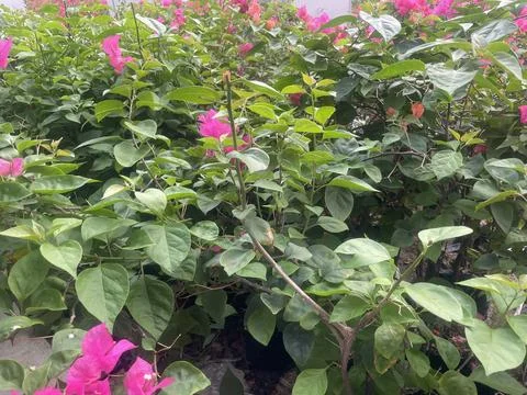 The plants Stock Photos