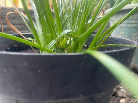 The plants Stock Photos
