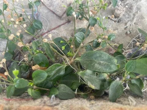 The plants Stock Photos