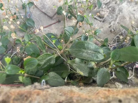The plants Stock Photos