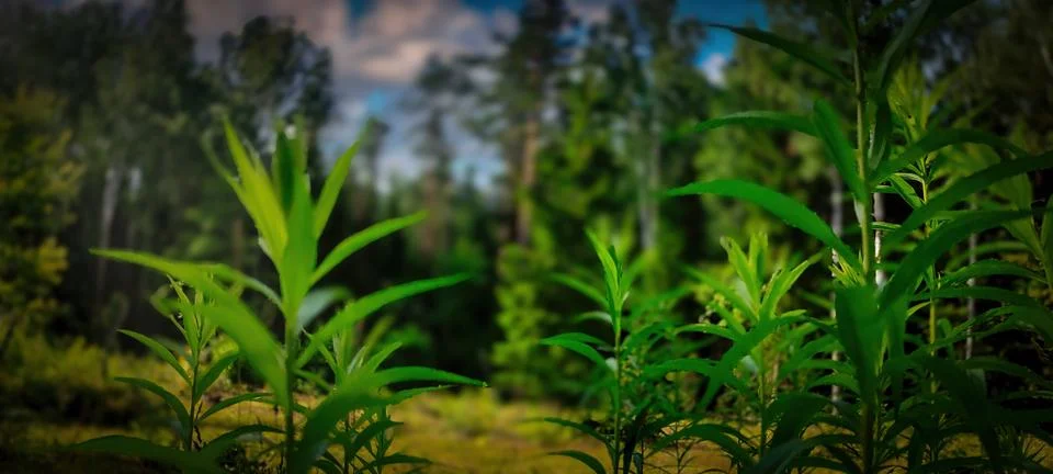 Plants Foto stock