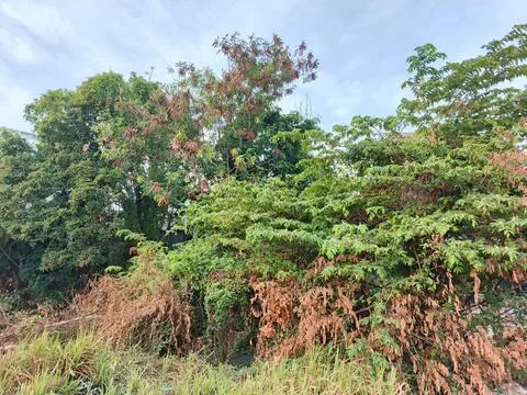 Plants Fotos de archivo