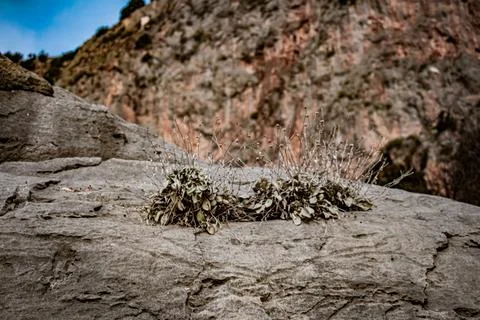 Plants 스톡 사진