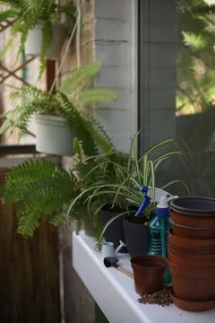 Plants Stock Photos