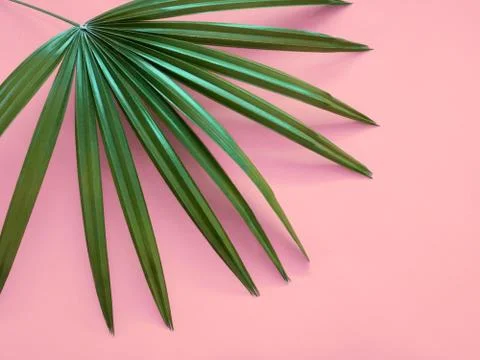 Plants on pink. Stock Photos