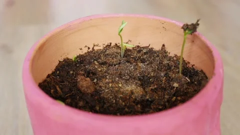 Plants in a pink plot in time lapse. Stock Footage 194976256