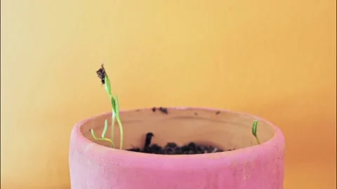 Plants in a pink plot in time lapse. Video stock 194976262