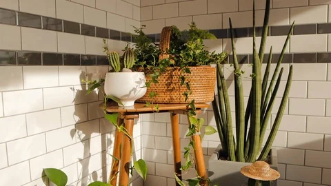 Plants planted in baskets and pots in front of walls with sunny white tiles. Stock Footage 126268788