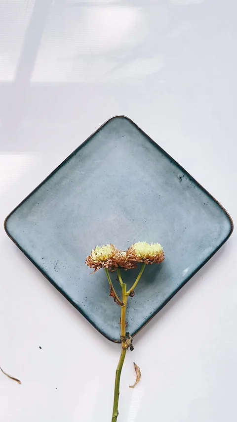 Plants, plate, rustic, minimal, white background, flower, dead flower, Stock Footage 290798248