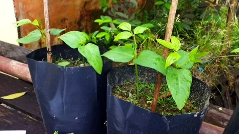 Plants in polybags Stock Footage 210949433