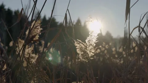 Plants of a pond with a camera movement 動画素材 166059154