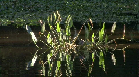 Plants In A Pond Stock Footage 601903