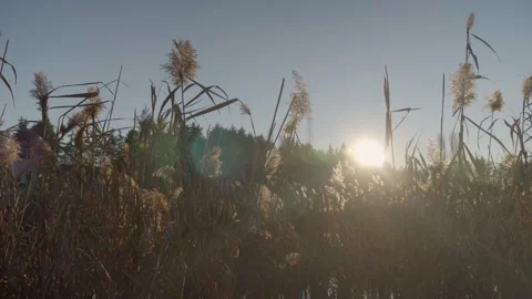 Plants of a pond 動画素材 166059100