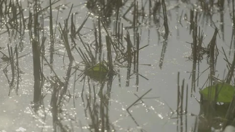 Plants in pond Stock Footage 244397436