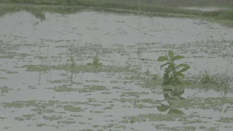 Plants in pond Stock Footage 244399744