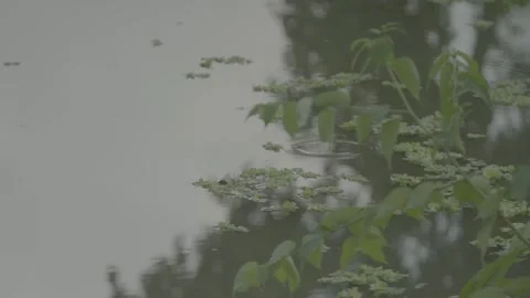 Plants in pond Stock Footage 244399750