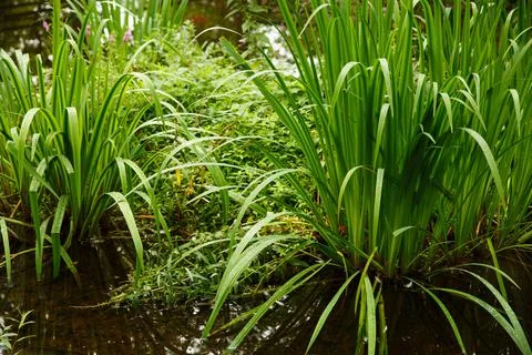Plants in pond 写真素材