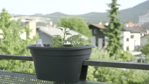 Plants in a pot on the balcony Stock Footage 155784139