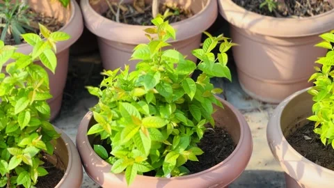 Plants in a pot close-up Stock Footage 234052228