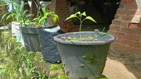 Plant's Pot Stock Footage 269673113