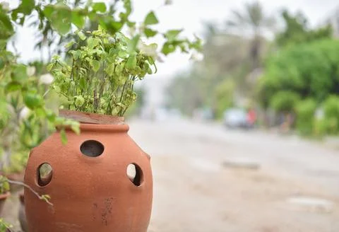 Plants in the pot Stock Photos