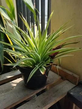 Plant's pot Stock Photos