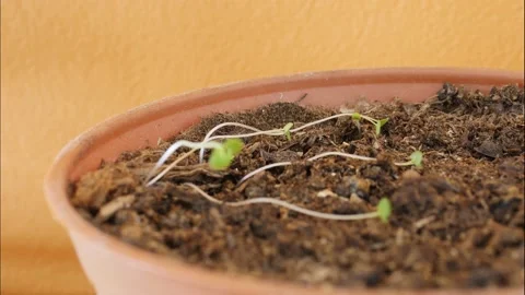 Plants in a pot. Time lapse. Stock-Footage 194976282