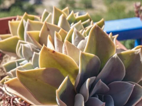 Plants in a pot under sunlight Stock Photos