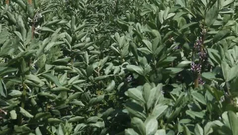 Plants of potatoes in a windy day. Video stock 10916889