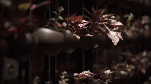 Plants in the Pots in Dark Room Stock Footage 64620767