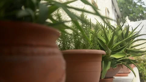 Plants in Pots Stock Footage 142590484