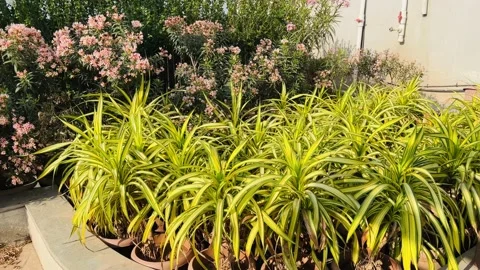 Plants in pots Stock Footage 234052246