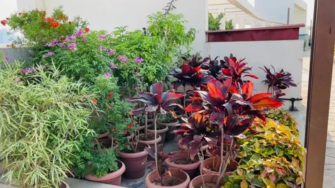 Plants in pots in the garden Stock Footage 234052248