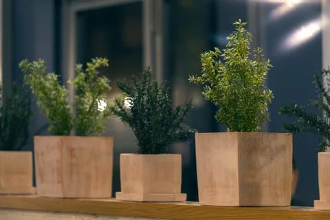 Plants In Pots In Interior Design Stock Photos