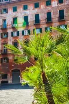 Plants in pots Stock Photos