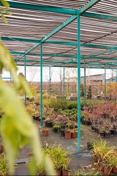 Plants in pots Stock Photos